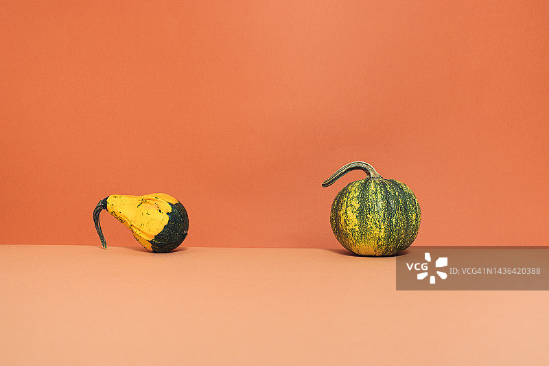 橙色背景上具有复制空间的两个不同南瓜。简约的秋季或感恩节概念。秋季创意。多彩的十月抽象美图片素材