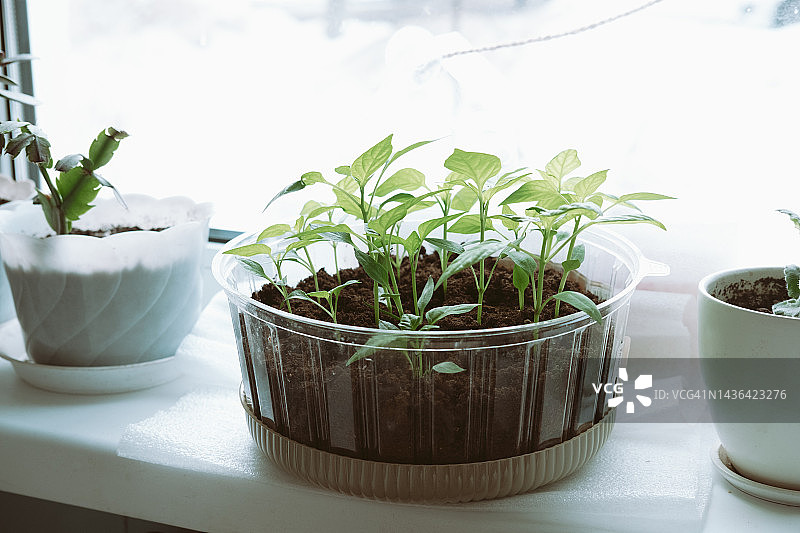 冬季窗台上窗边的胡椒幼苗：在公寓里种植蔬菜和幼苗图片素材