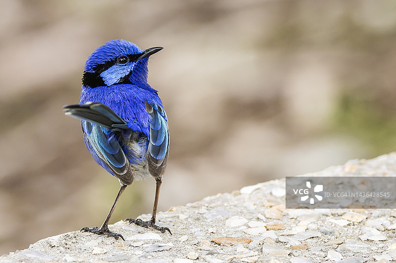 雄性辉蓝细尾鹩莺图片素材