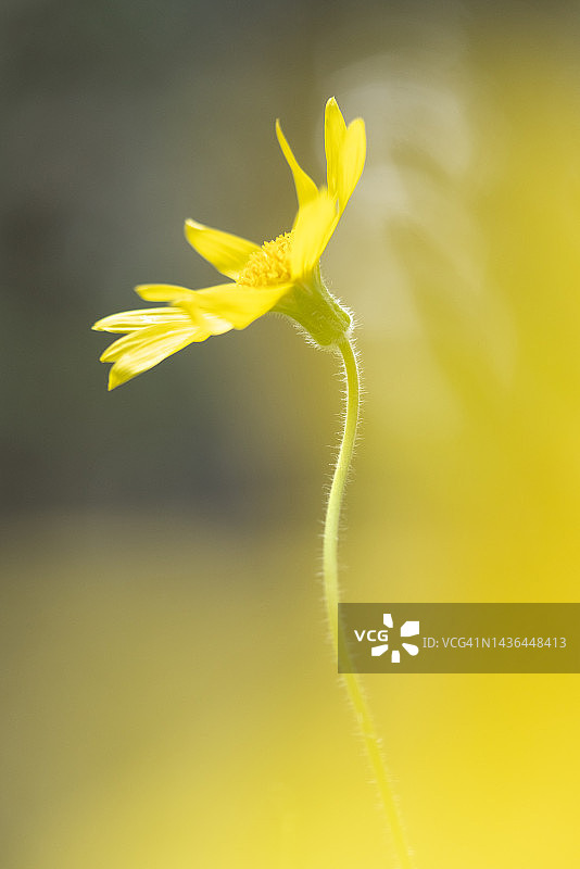 加拿大阿尔伯塔省森林地面上的心叶阿尼卡花图片素材