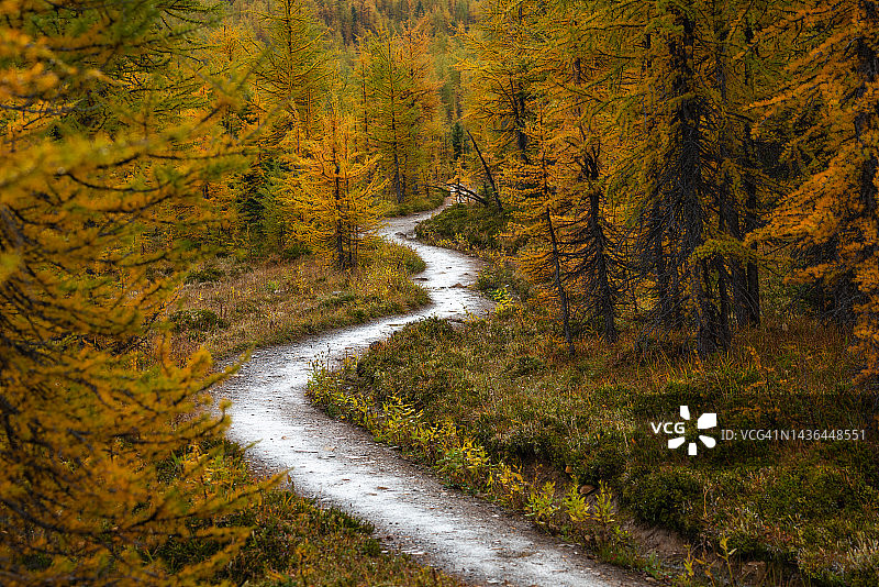 加拿大不列颠哥伦比亚省阿西尼博因山省立公园秋季雨后阳光照耀的徒步小径图片素材