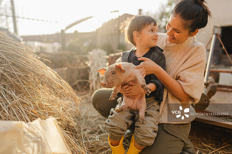 照顾我们的小猪图片素材