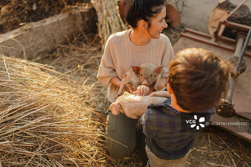 照顾我们的小猪图片素材