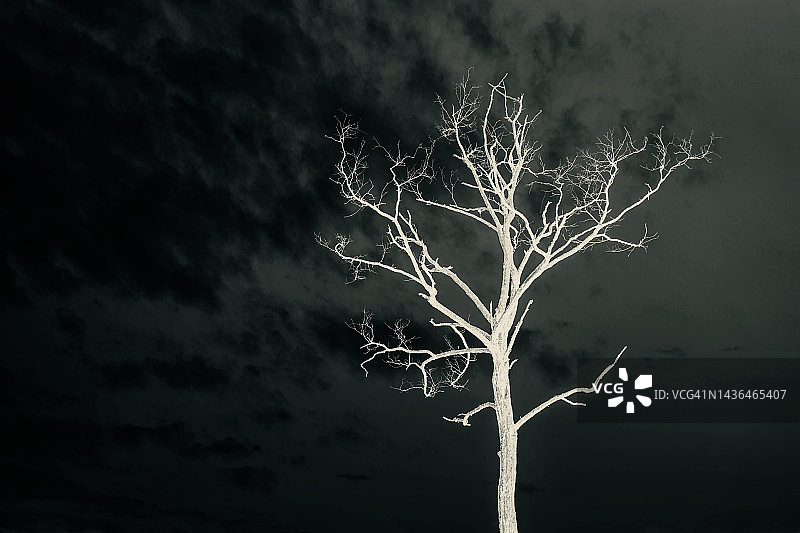 没有叶子的树图片素材