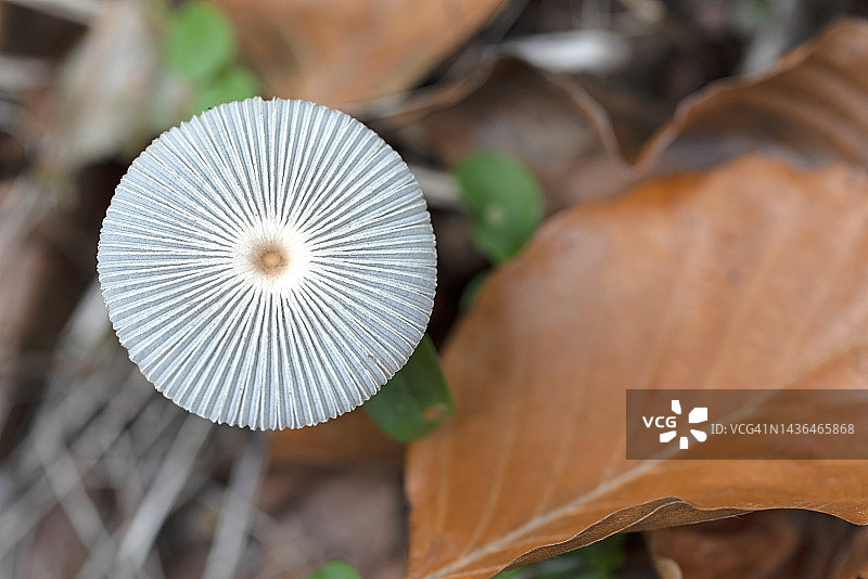 金丝鬼伞菌特写图片素材