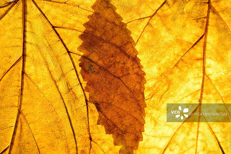 黄色的叶子图片素材