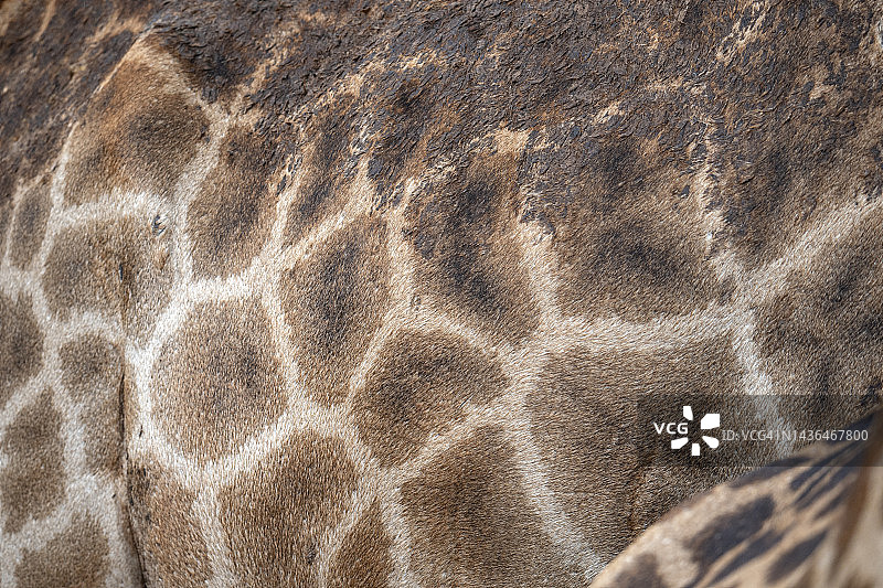 长颈鹿皮肤纹理图案特写图片素材