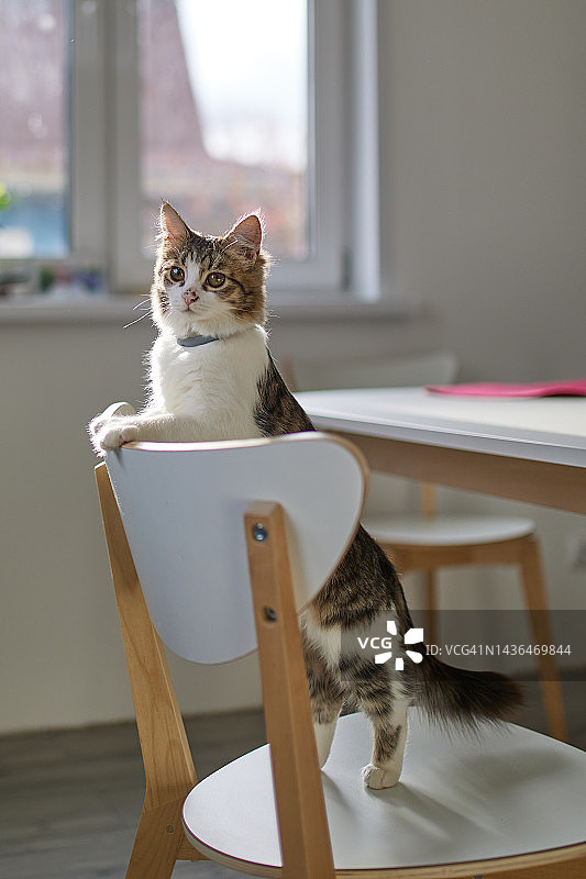 一只漂亮的家猫站在客厅的椅子上图片素材