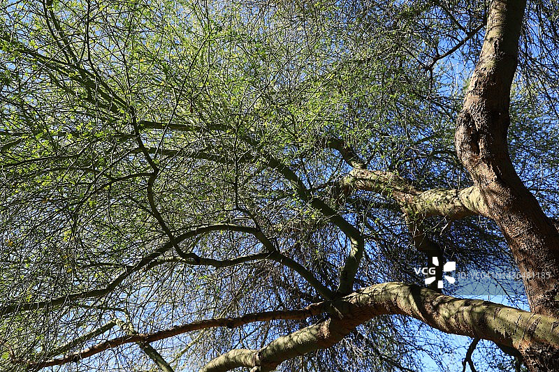 蓝色绿 palo 树图片素材