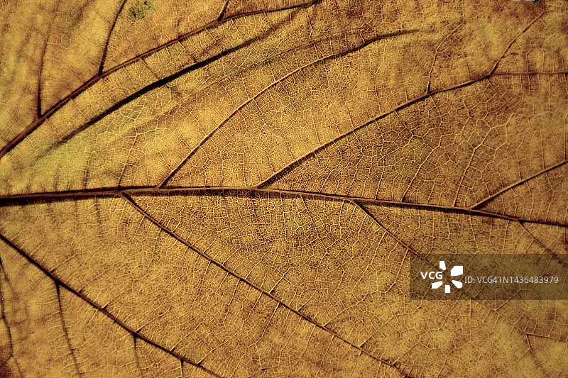 黄色的叶子图片素材