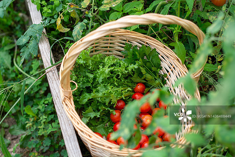 家庭种植的农产品，在有机家庭花园中收获图片素材