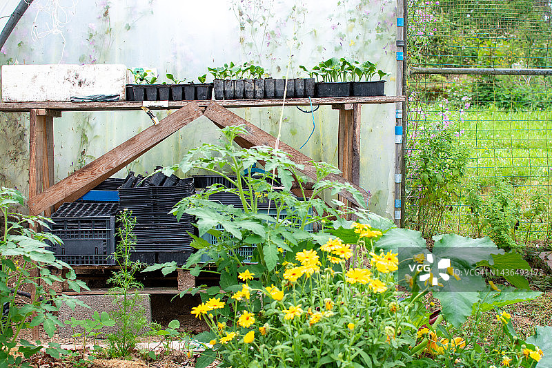 温室内部特写：幼苗图片素材