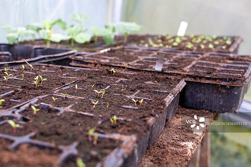 育苗床与幼苗特写，家庭种植产品图片素材