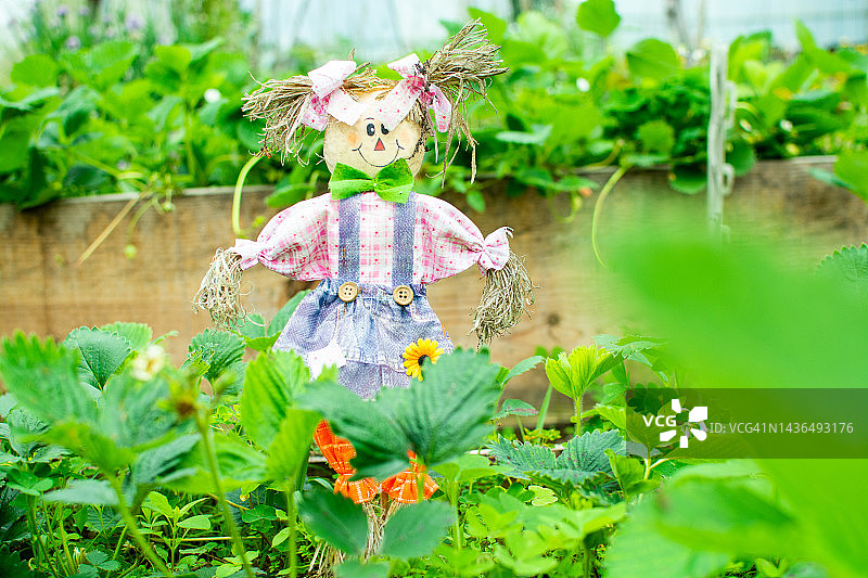 梯田有机花园中的迷你稻草人图片素材