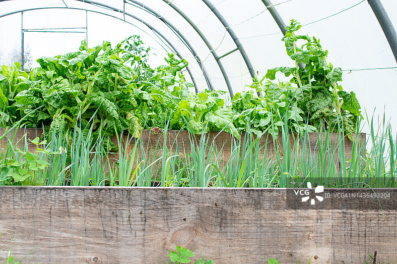 种植蔬菜的梯田和温室内部特写图片素材