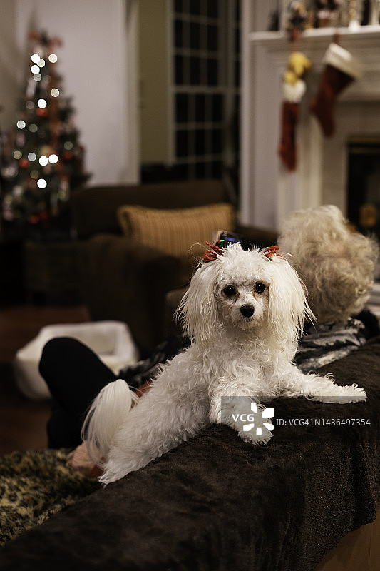 圣诞节时惊讶的小狗图片素材