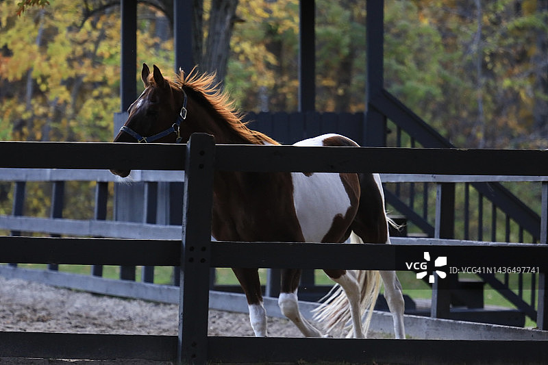围栏区内飞奔的骏马图片素材