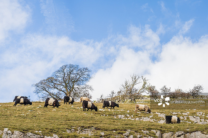 在山坡上吃草的牛图片素材