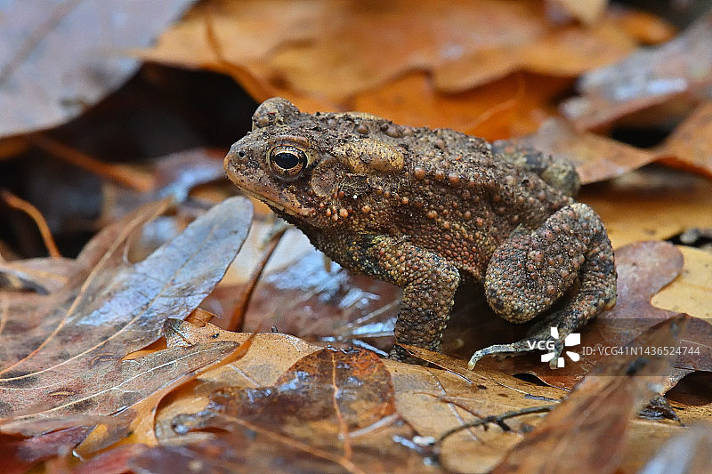 秋叶上的美洲东部蟾蜍图片素材