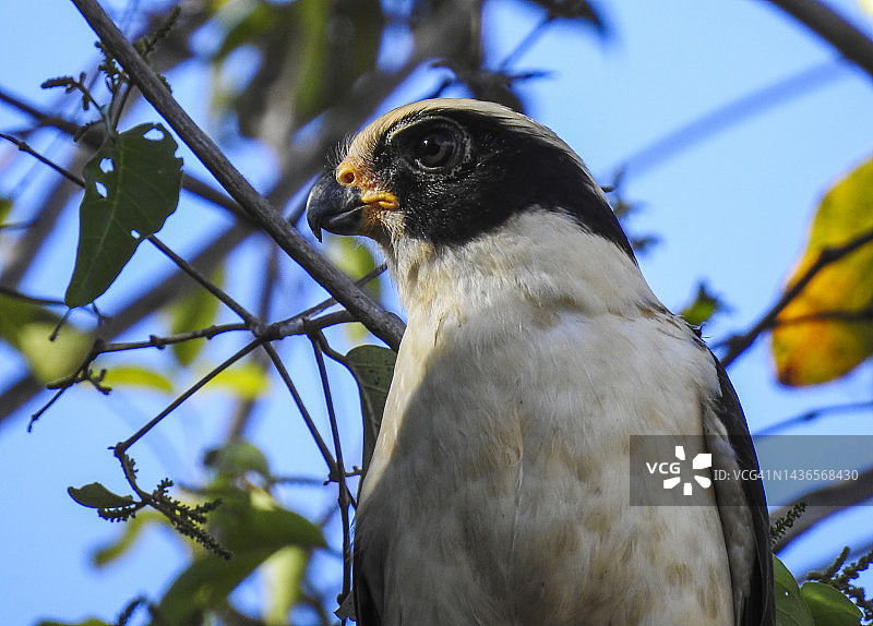 葡萄牙语名称：Acauã。英语名称：Laughing Falcon。学名：Herpetotheres cachinnans图片素材
