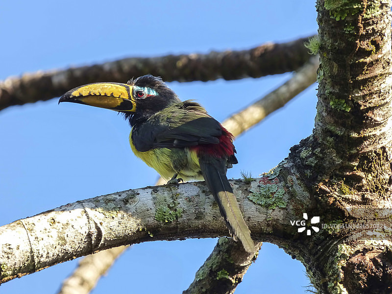 彩鵎鵣图片素材