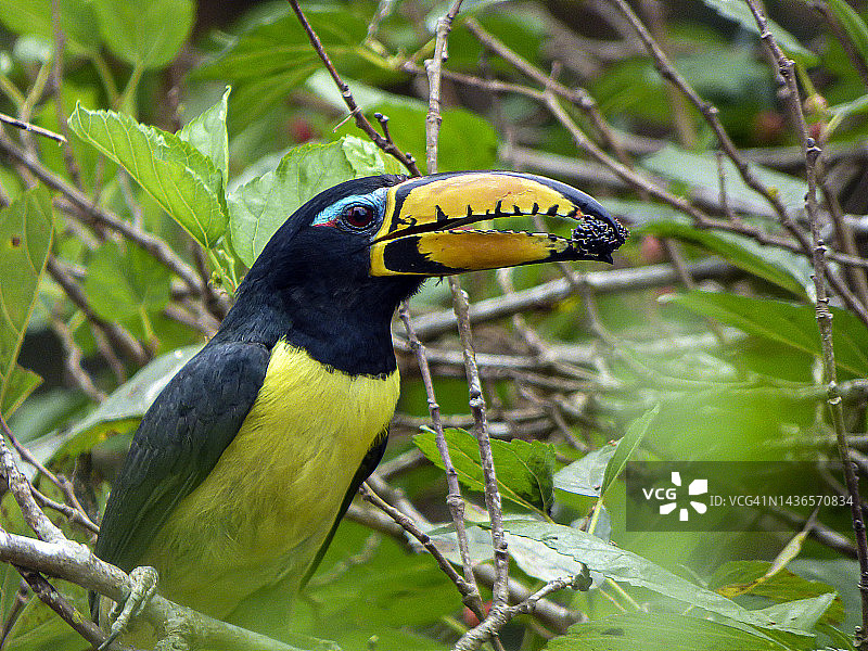 彩鵎鵣图片素材