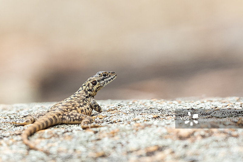 华丽的裂缝龙图片素材