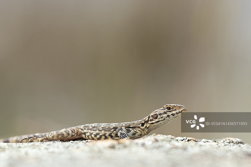 华丽的裂缝龙图片素材