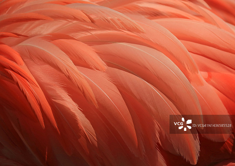 粉红火烈鸟羽毛特写图片素材