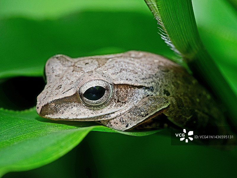 栖息在绿叶上的树蛙——动物行为图片素材