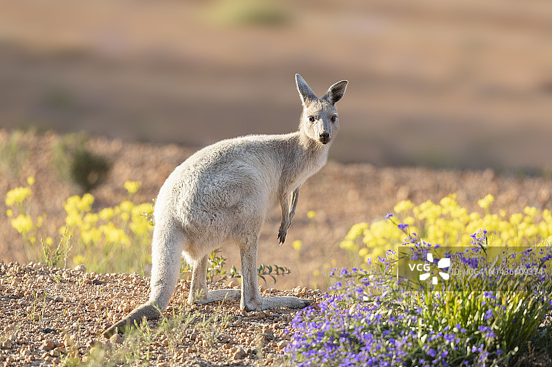 罕见的白色袋鼠图片素材