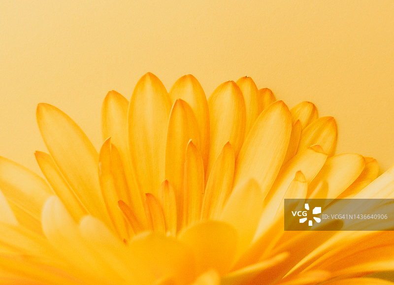 黄色背景上的黄色非洲菊特写图片素材