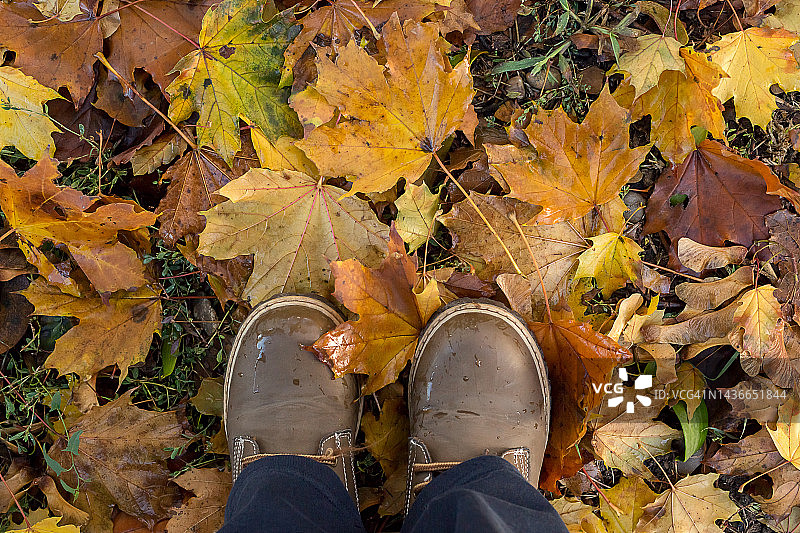 秋叶背景上的黄色雨靴图片素材