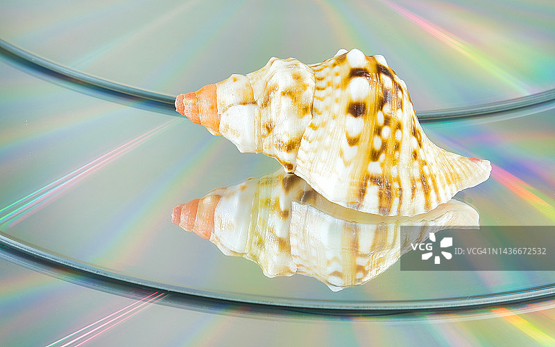 法螺海螺壳图片素材