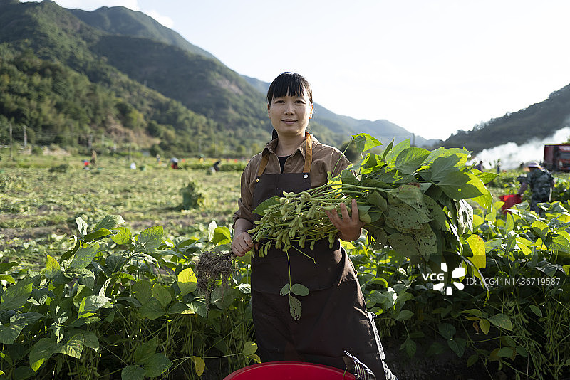 农民收获毛豆图片素材