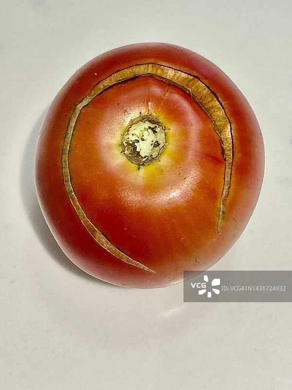 自家种植的传家宝番茄图片素材