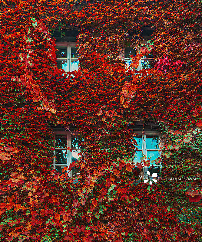 墙上的常春藤攀缘植物图片素材