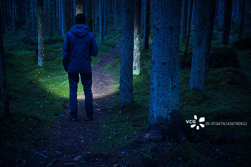 秋季，男子在黑暗的云杉林中用手电筒照亮小路图片素材