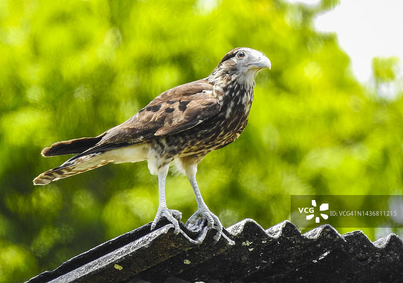 黄头卡拉鹰图片素材