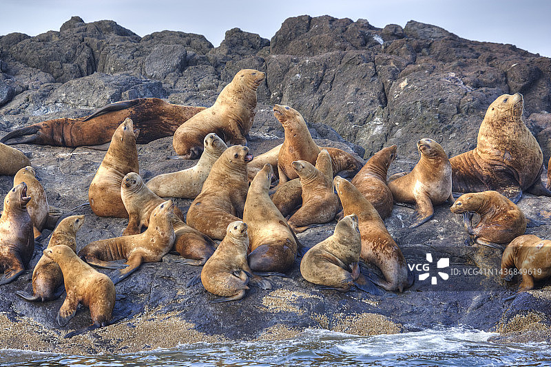 海狮群栖息在岩石岛上图片素材