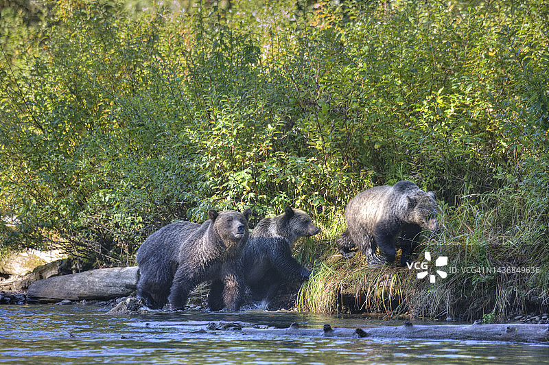 迁移中的灰熊图片素材