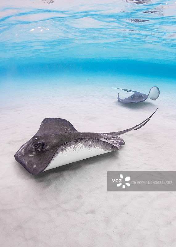 在大开曼岛黄貂鱼城的沙质海底滑行的南大西洋黄貂鱼图片素材