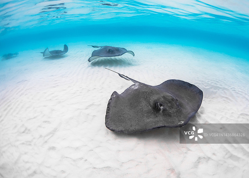 在大开曼岛黄貂鱼城的南大西洋黄貂鱼图片素材