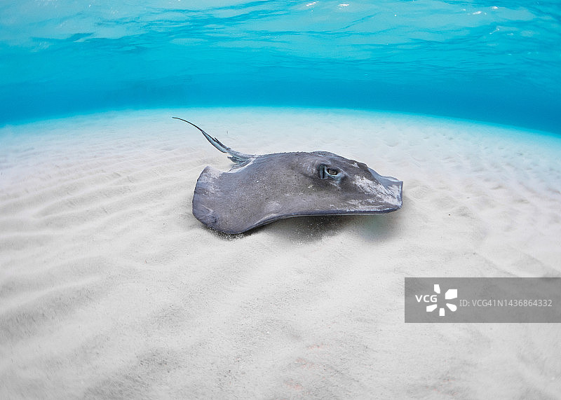 大开曼群岛黄貂鱼城的南大西洋黄貂鱼图片素材