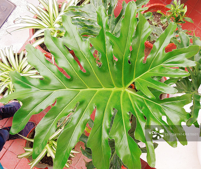 蔓绿绒属植物的大叶子图片素材