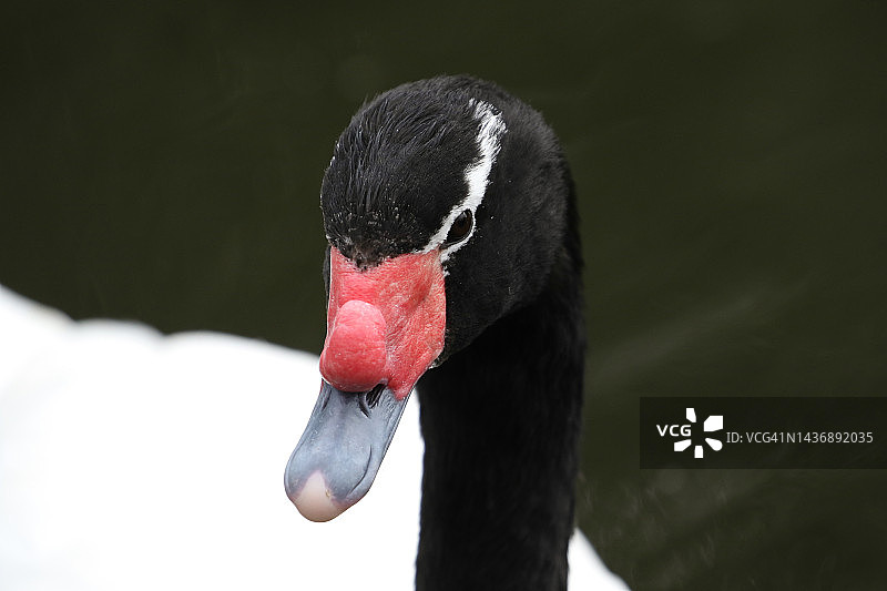 黑颈天鹅在池塘中游泳图片素材