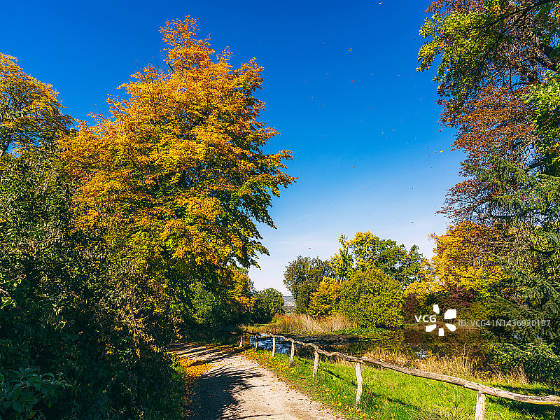 公园里的秋叶和彩色树木图片素材