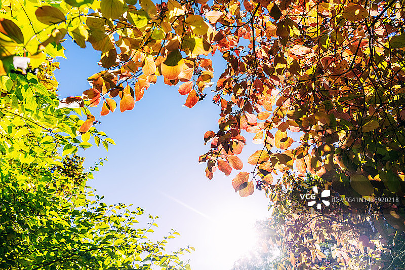 阳光下的秋叶图片素材