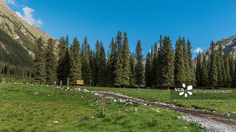 松树和柏树林图片素材