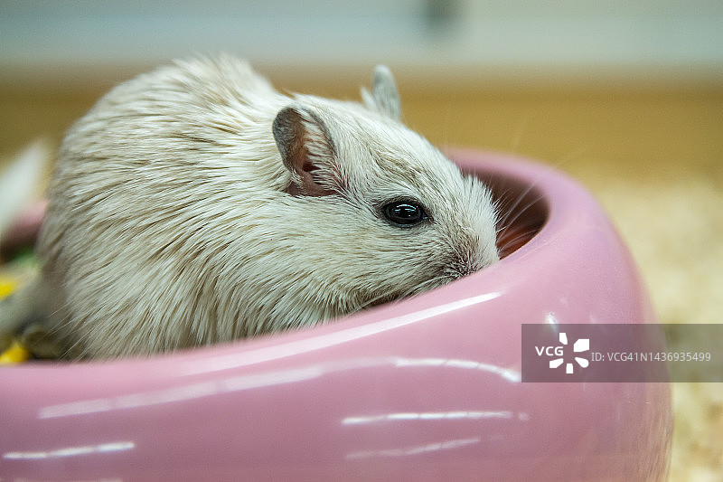 豚鼠特写图片素材